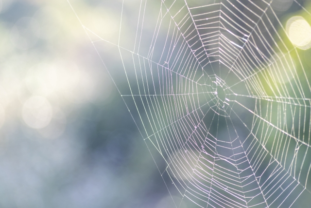 蜘蛛の巣